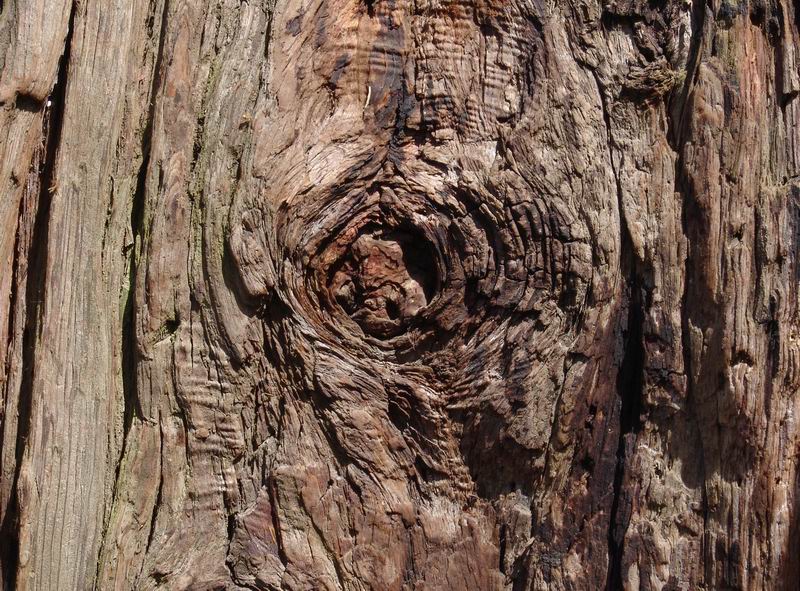 Calocedrus decurrens - Libocedro